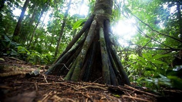 Can trees walk?