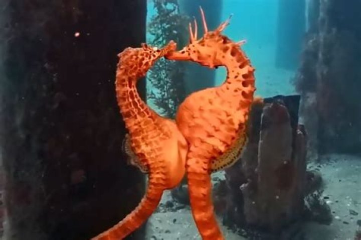 Can u eat a seahorse?
