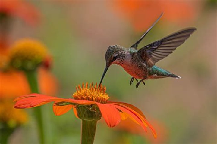 Can you befriend a hummingbird?