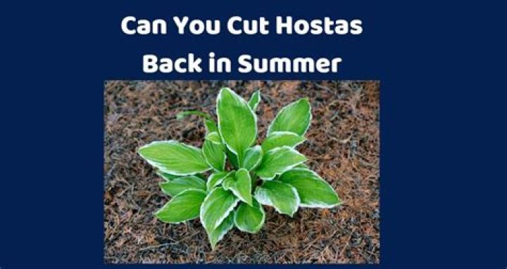 Can you cut hostas back in summer?