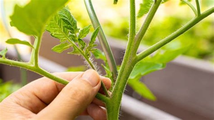 Can you cut the tops off tomato plants?