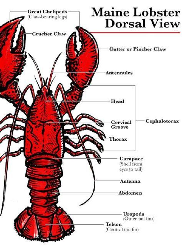 Can you drown a lobster?