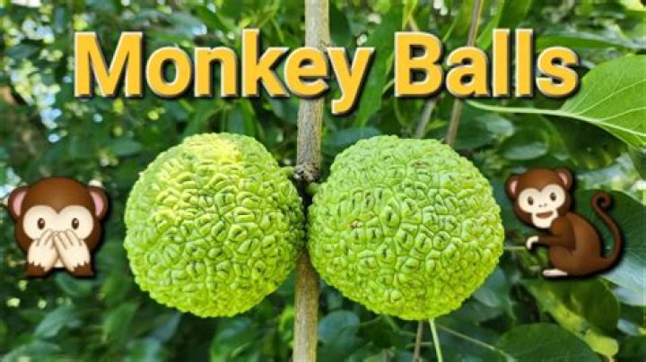 Can you eat monkey?
