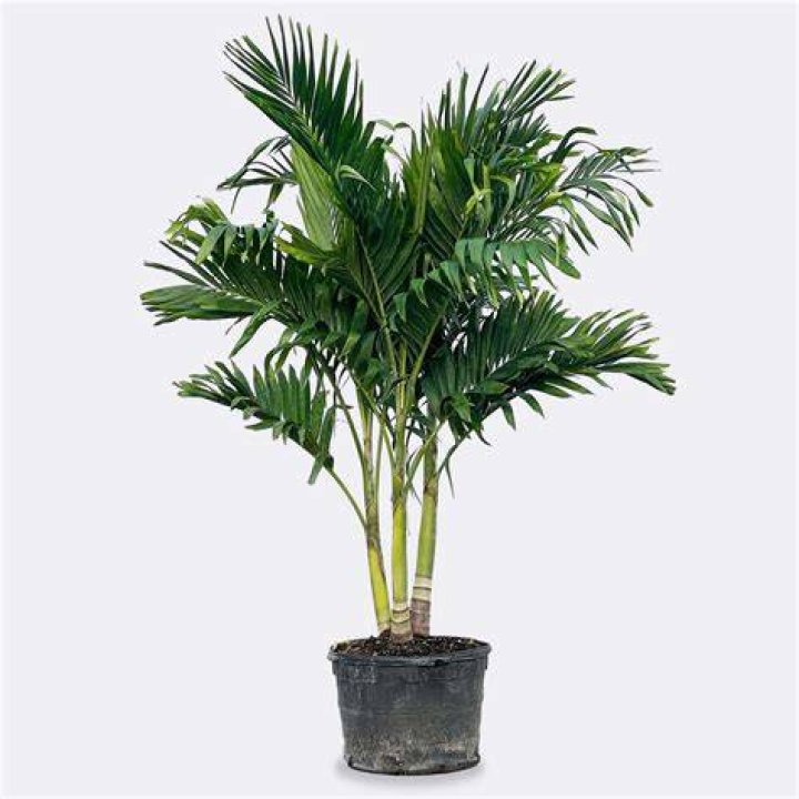 Can you eat the fruit from a Christmas Palm?