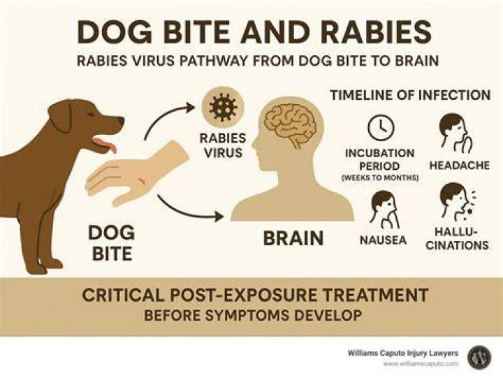 Can you get rabies from a bat touching you?