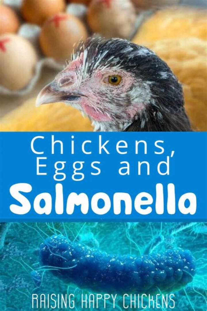 Can you get salmonella from fully cooked chicken?
