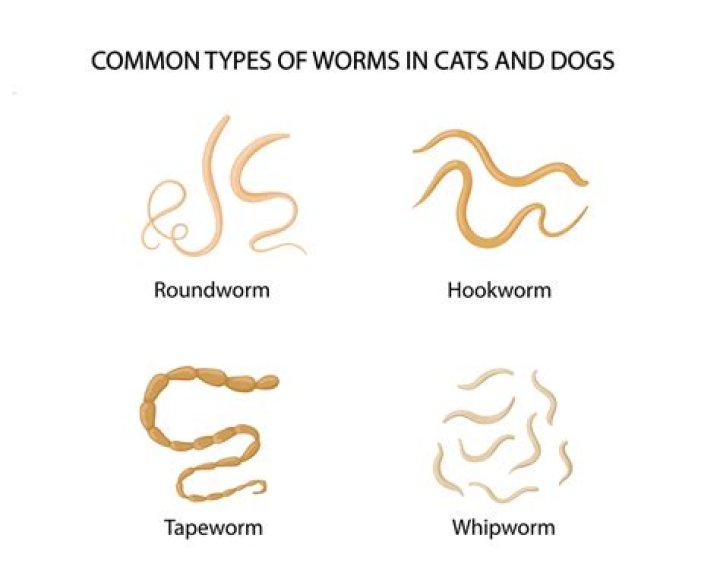 Can you get worms from your dog if they lick you?
