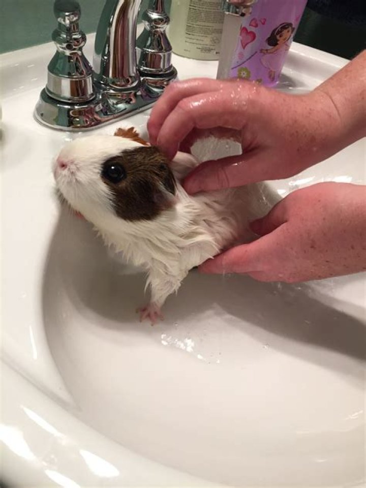 Can you give a guinea pig a bath?