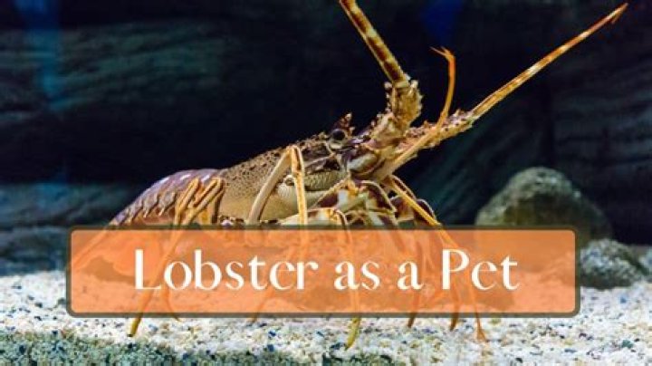 Can you have a pet lobster?