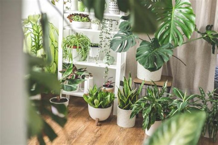 Can you have too many houseplants?
