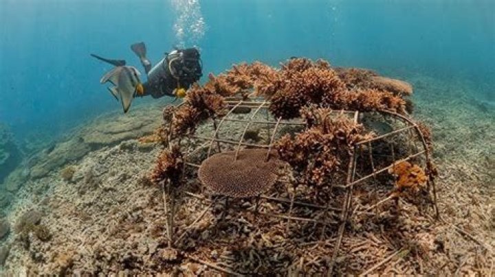 Can you make money growing coral?