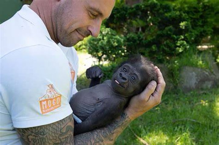 Can you milk a gorilla?