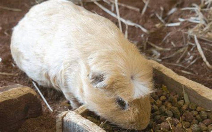 Can you overfeed a guinea pig?