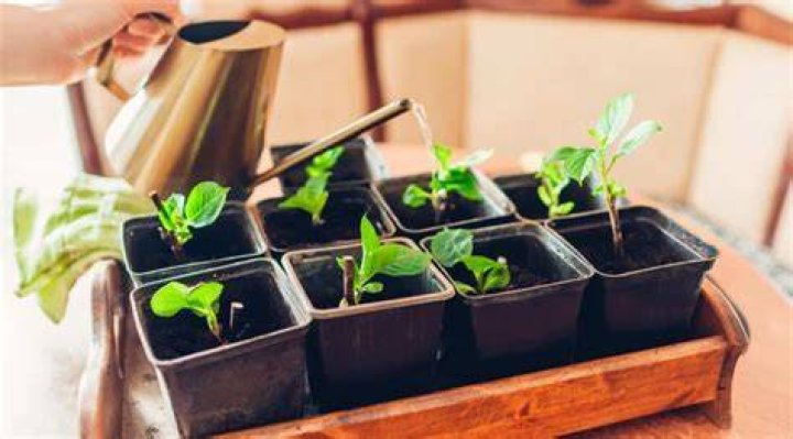 Can you overwater seeds?