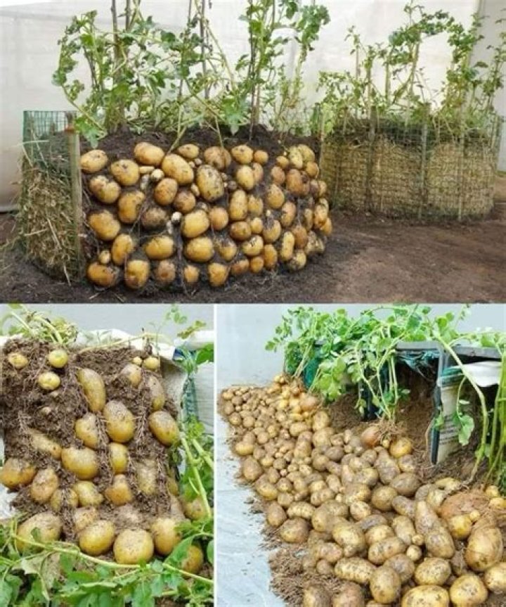 Can you put potatoes in a worm farm?