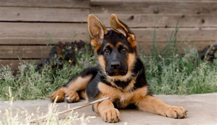 Can you spell shepherd Shepard?