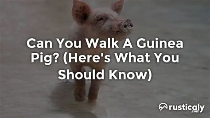 Can you walk a guinea pig?