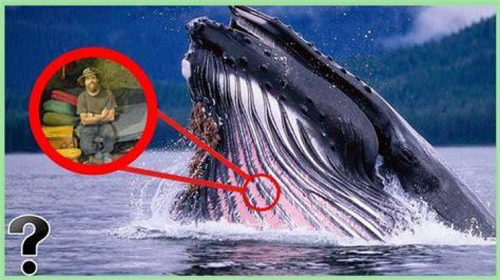 Could a human survive inside a whale?