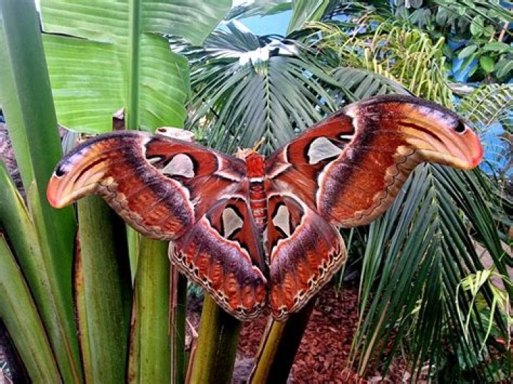 Did giant butterflies exist?