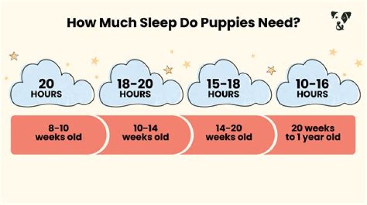 Do 8 week old puppies sleep through the night?