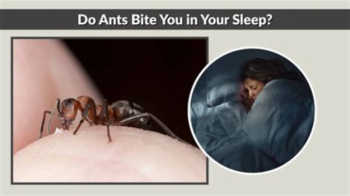 Do ants bite you in your sleep?