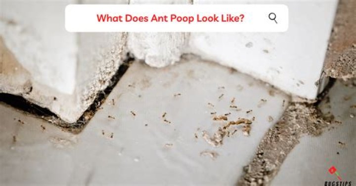 Do ants poop?
