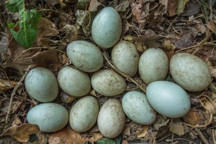 Do any ducks lay blue eggs?