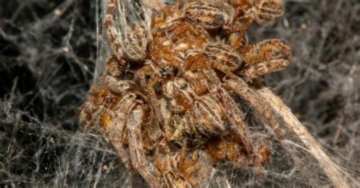 Do baby spiders eat their siblings?