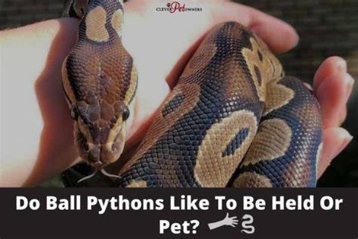 Do ball pythons like to be held?