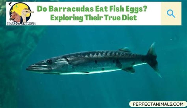 Do barracudas eat fish?