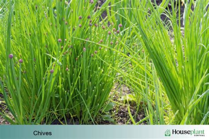 Do basil and chives grow well together?