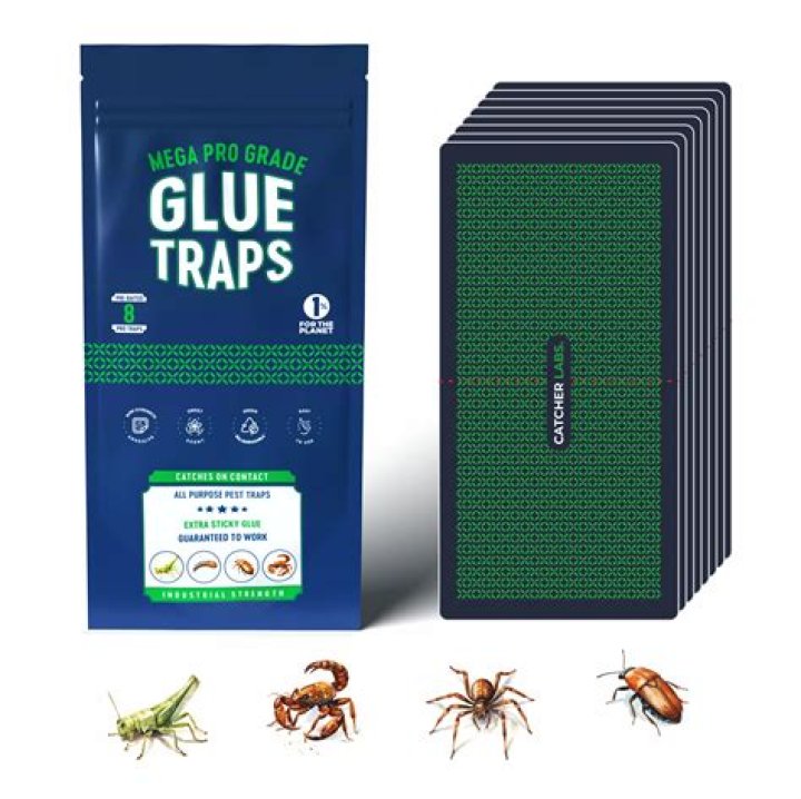 Do bear traps work on gigas?
