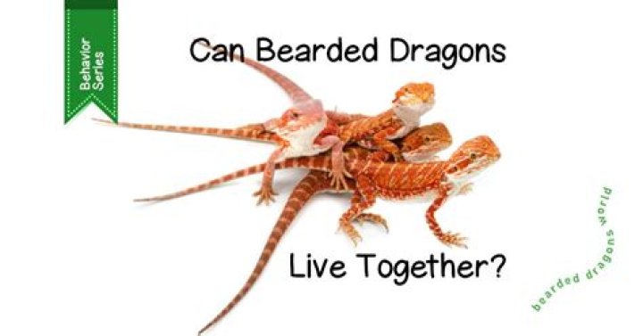 Do bearded dragons know your voice?