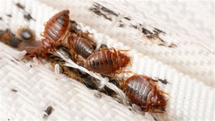 Do bed bugs fall from the ceiling?