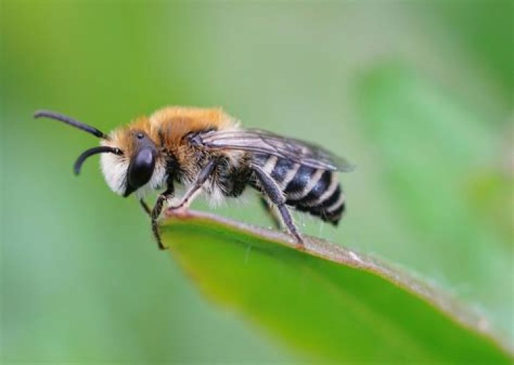 Do bees like dill?