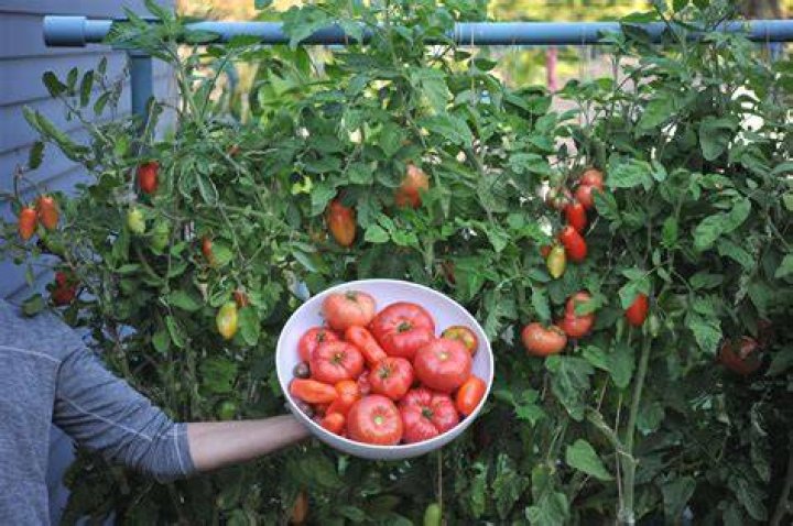 Do bell peppers and tomatoes grow well together?