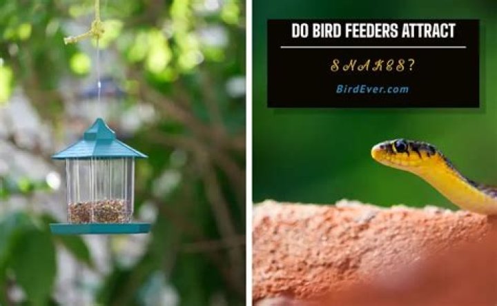 Do bird feeders attract snakes?