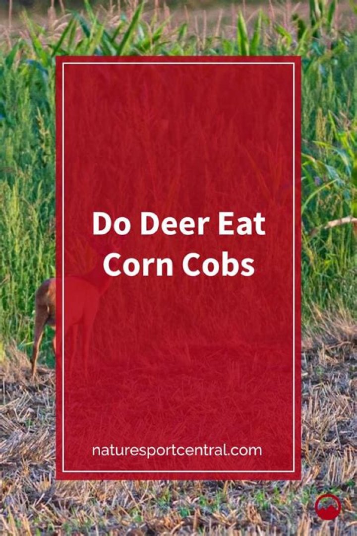 Do birds eat deer corn?