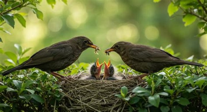 Do birds love their babies?