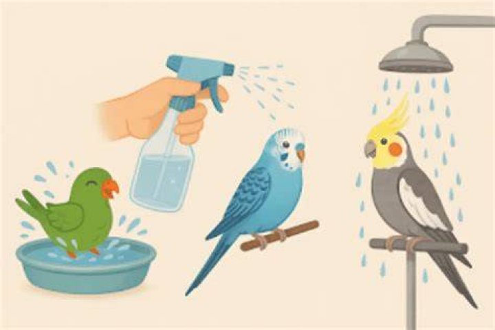 Do birds need baths?