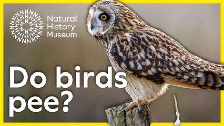 Do birds poop and pee out of the same hole?