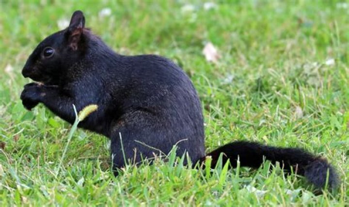 Do black squirrels exist?