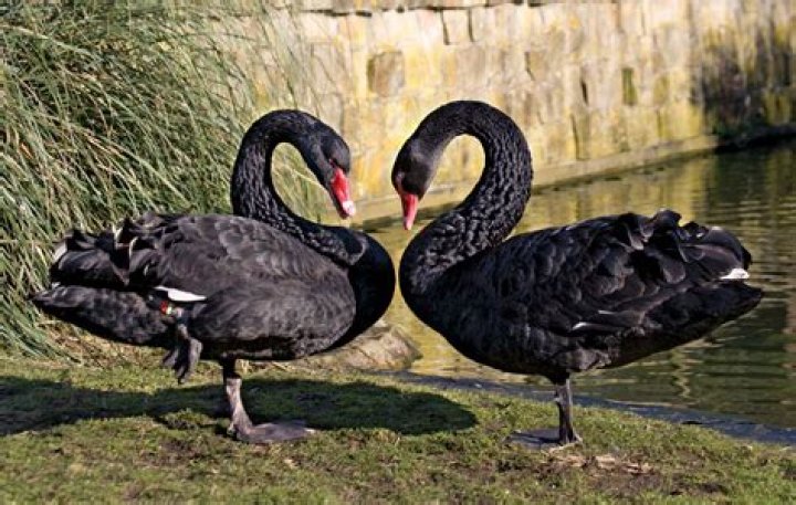 Do black swans exist?