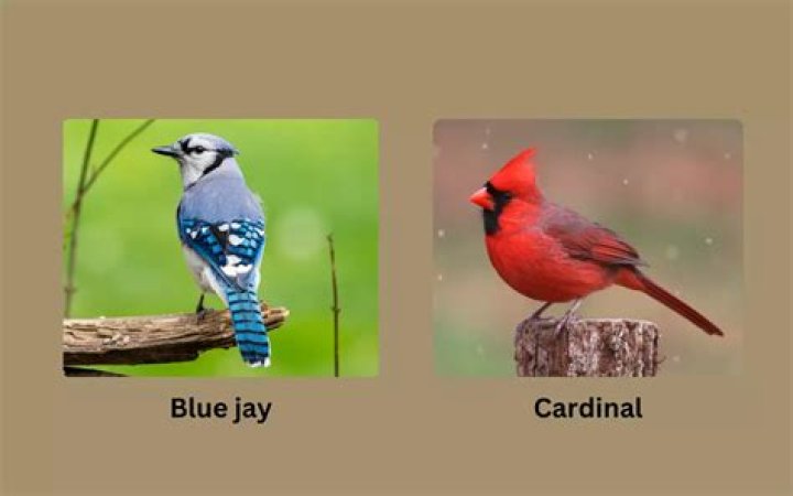 Do blue jays bully cardinals?