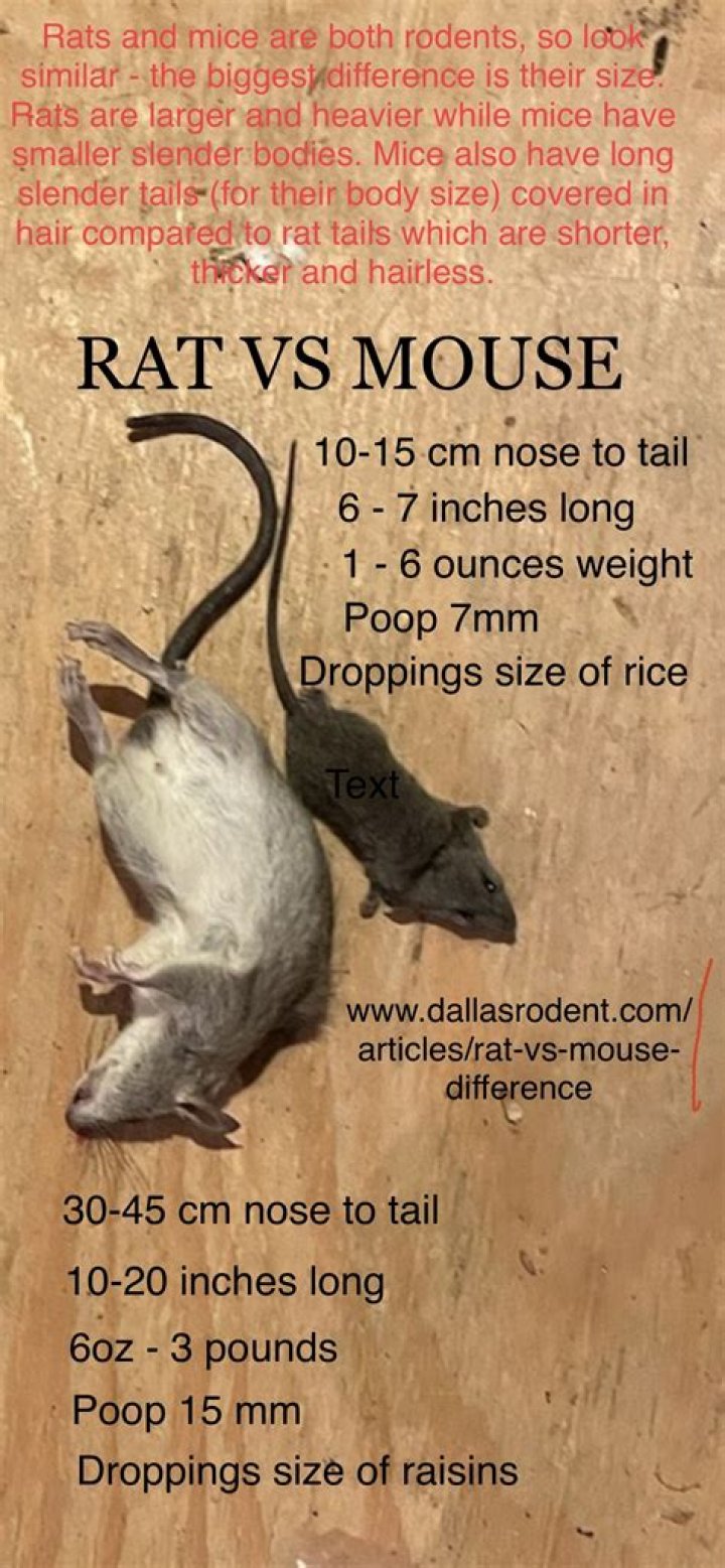 Do both sexes of rats have teats?