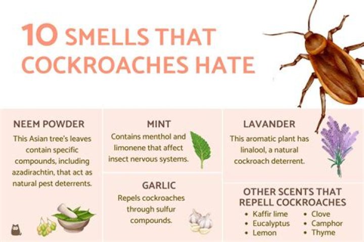 Do bugs hate perfume?