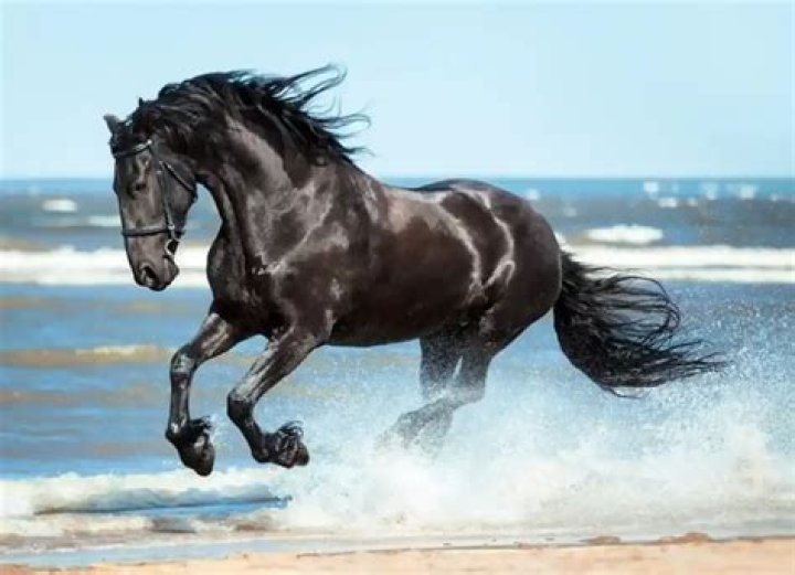 Do Canadians eat horse meat?