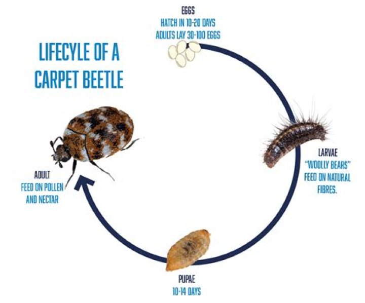 Do carpet beetles burrow in your skin?