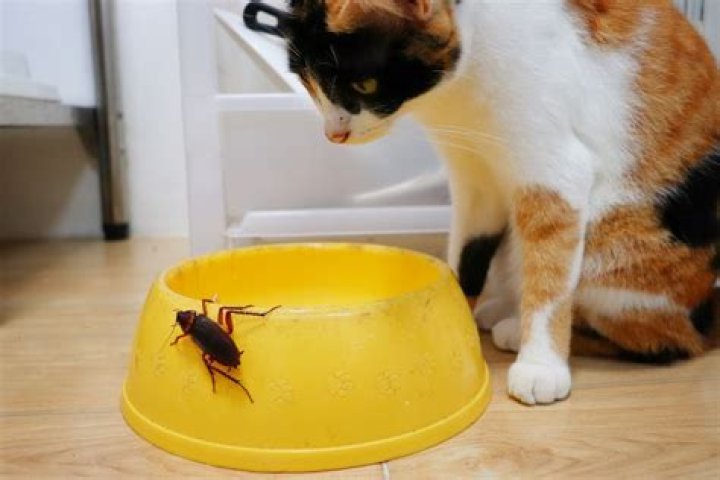 Do cats eat roaches?