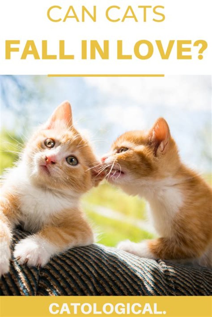 Do cats fall in love with owners?